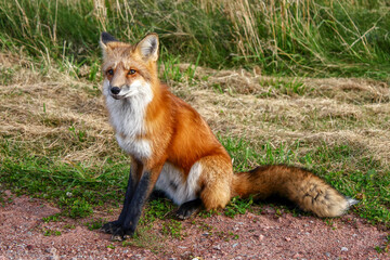 Red fox on Prince Edward Island (PEI)