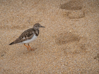 Little Ruddy turnstone bird on beach