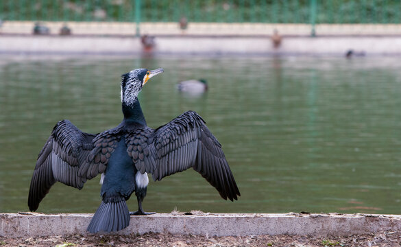 Cormor&aacute;n posado en bordillo con las alas abiertas mirando al lago.