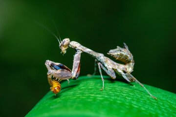 praying mantis on leaf