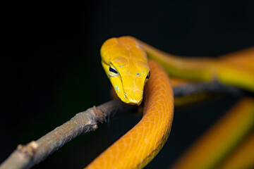 close up of a snake