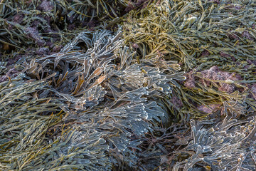 Frozen Kelp seaweed with frost covered tips on a rock