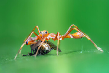 spider on a leaf