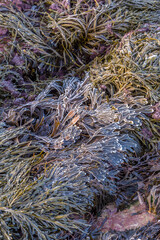 Frozen Kelp seaweed with frost covered tips on a rock