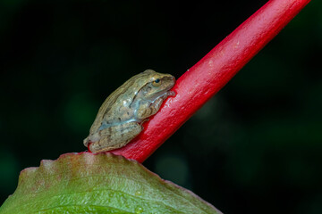 frog on leaf