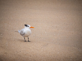 Elegant Tern on a beach