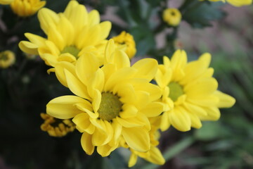 Naklejka na ściany i meble Yellow flowers