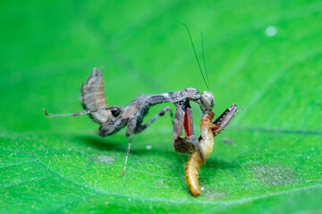 spider on a green leaf