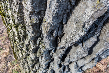 bark of a tree