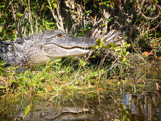 Alligator eating a Glossy Ibis