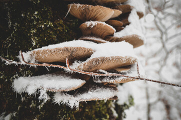snow covered oyster mushrooms
