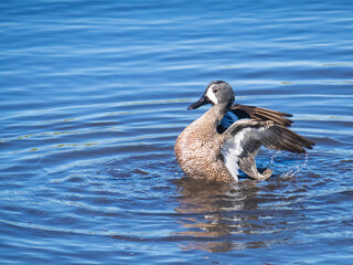 Blue-winged Teal in water