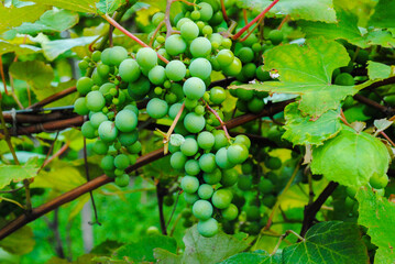Waiting for a new wine season. Fresh vine grapes