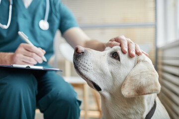 Close up of white Labrador dog at vet clinic with male veterinarian stroking his head, copy space - Powered by Adobe