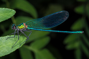 Portrait of a Beautiful Demoiselle (Calopteryx virgo)