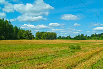 summer field on the background of a blue sky with clouds