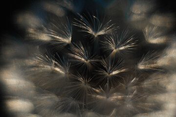 Dandelion seed pattern.Defocused gentle dandelion seeds .macro. Abstract nature background.