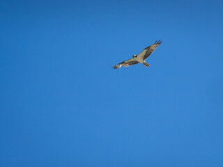 Osprey flying in front of blue sky
