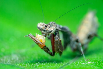 spider on a leaf