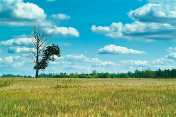 wheat field on the background of a blue sky with clouds