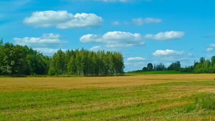 summer field on the background of a blue sky with clouds,in the background a forest