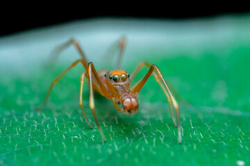 ant on leaf