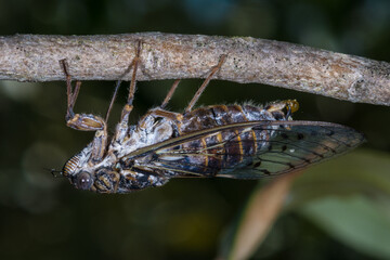 Close-up of Tree Cicada (Lyristes plebejus)