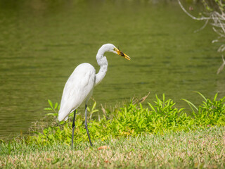 Obraz premium Great white egret eating a lizard