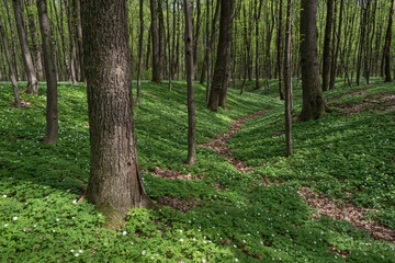 Spring forest landscape with white flowers