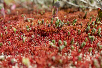 Red marsh vegetation at the bottom of the quarry