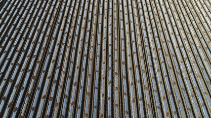 Potato covered with plastic film in the field, North China Plain