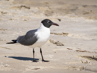 Laughing gull standing on a beach