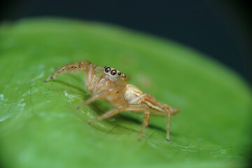 spider on a leaf