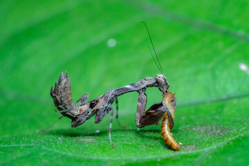 spider on a leaf