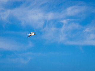 Laughing gull flying in a blue sky
