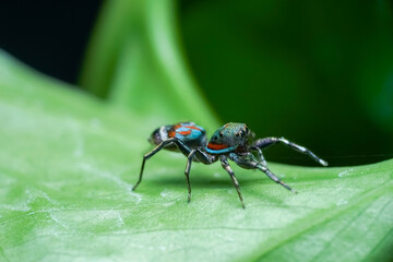 Fototapeta premium macro of a spider