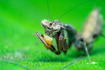 Fototapeta premium spider on a leaf