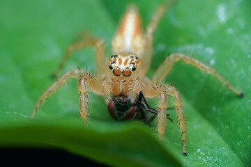spider on a web
