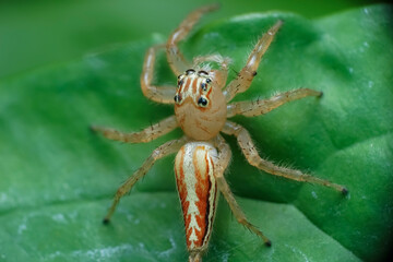 european garden spider