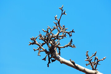 The old and dry branches in the background of blue sky