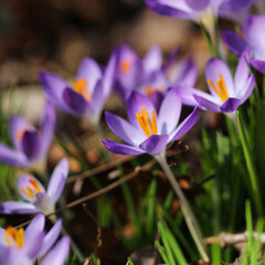 Petal saffron flowers in the garden - crocus flowers
