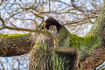 A small tawny owl, Strix aluco, sitting on the top of an oak tree with brown and green bark hiding...