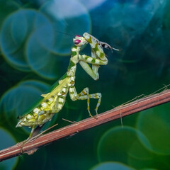 praying mantis on a leaf