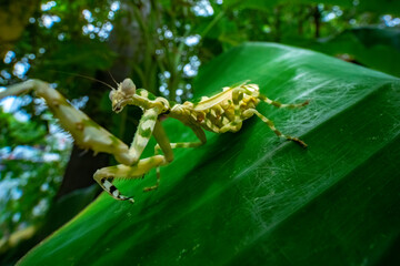praying mantis on leaf
