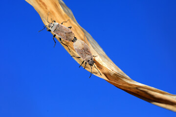 Bugs copulate in nature, North China