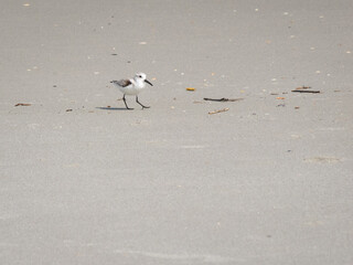 Small sandpipper on a beach