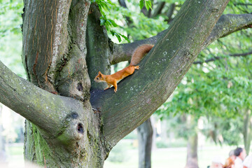 Cute young red squirrel climbing trees.