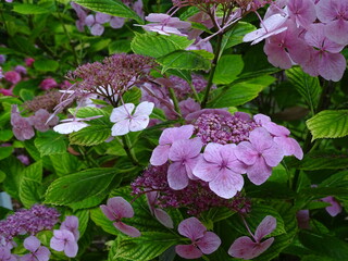 HYDRANGEA. COMPOUND FLOWERS.  PURPLE COLOR. 