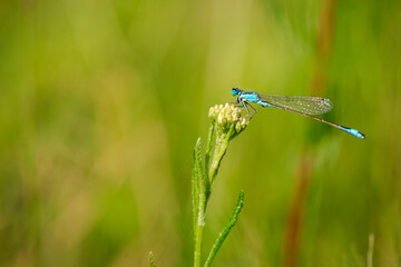 Enallagma cyathigerum. blue dragonfly on a meadow flower. Close-up dragonfly with big eyes sits on...