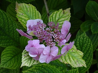 Fototapeta premium HYDRANGEA. COMPOUND FLOWERS. PURPLE COLOR. 